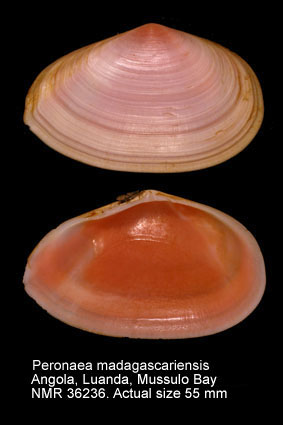 Peronaea madagascariensis.jpg - Peronaea madagascariensis(Gmelin,1791)